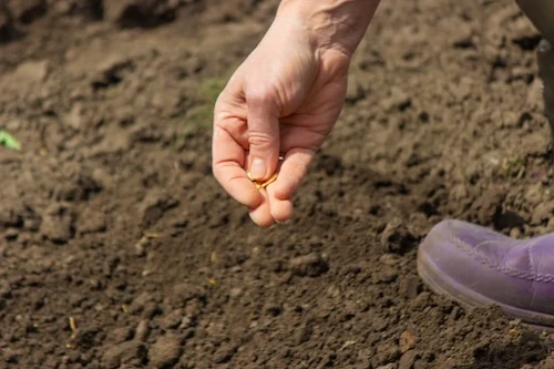 metal detecting 3